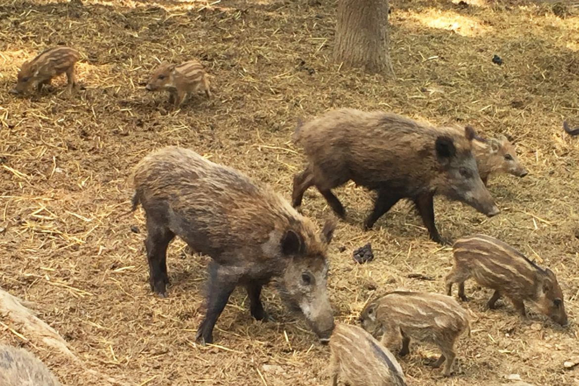 Was für eine Schweinerei.jpg